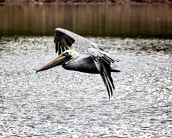 Pelican - 11 22 2022