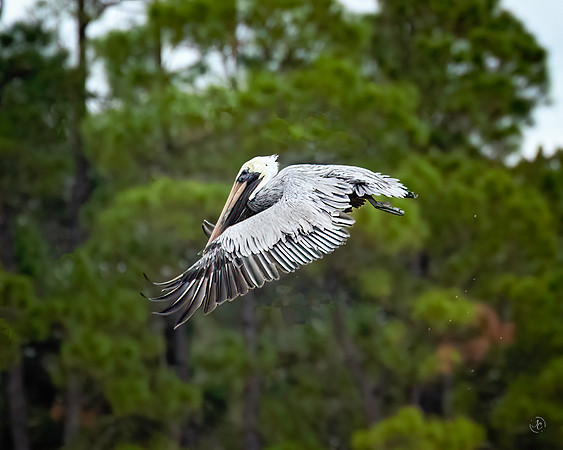 Pelican - 11 22 2022