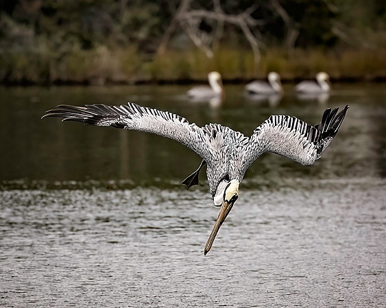 Pelican - 11 22 2022