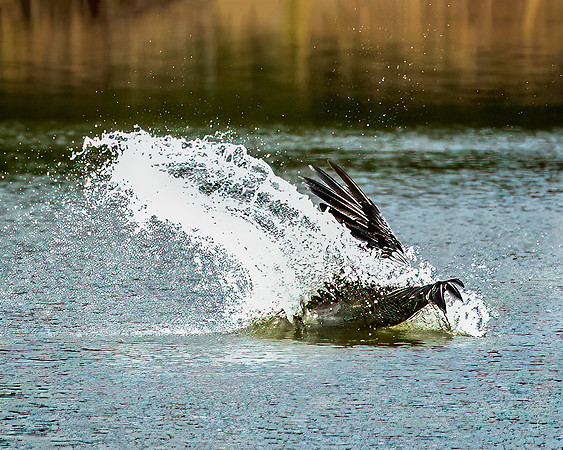 Pelican- 11 22 2022