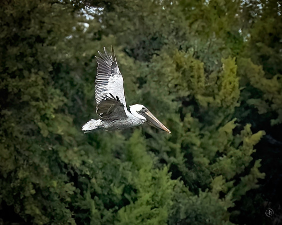 Pelican -11 22 2022