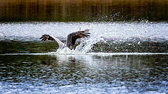 Pelican - 11 22 2022