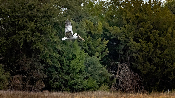Pelican - 11 22 2022