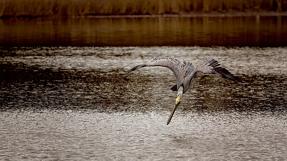 Pelican Diving For Dinner