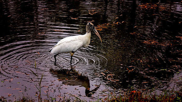 Wood Stork - 11 27 2022