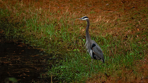Great Blue Heron - 11 27 2022