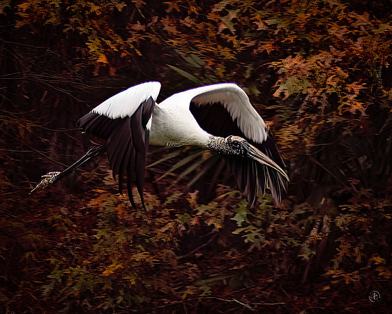 Wood Stork - 8x10 - 11 27 2022