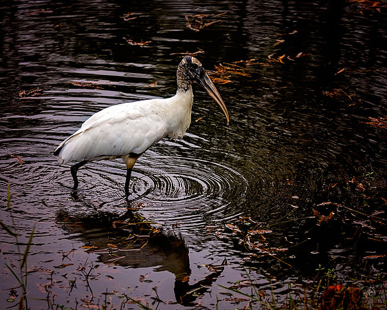 Wood Stork - 8x10 - 11 27 2022