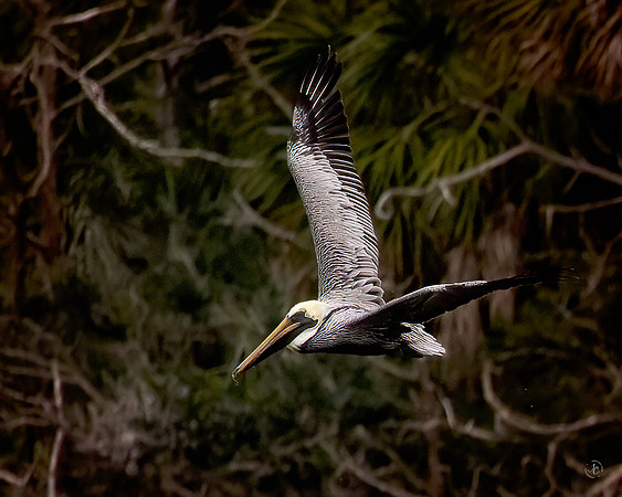 Pelican - 11 22 2022