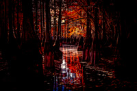 Cypress Trees - G L Smith SP, GA