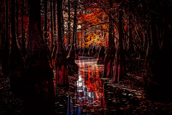 Cypress Trees - G L Smith SP, GA