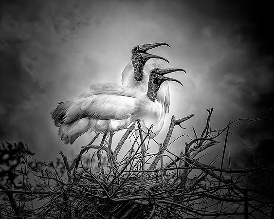 Wood Storks (1 of 1)