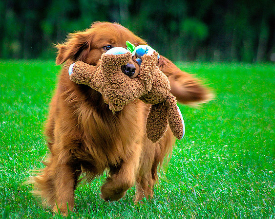Cane