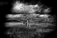 Still Standing