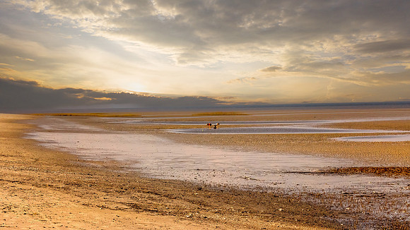 Kids Playing in Tidal Pools
