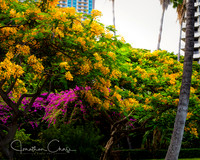 Fort DeRussy Beach Park Honolulu-
