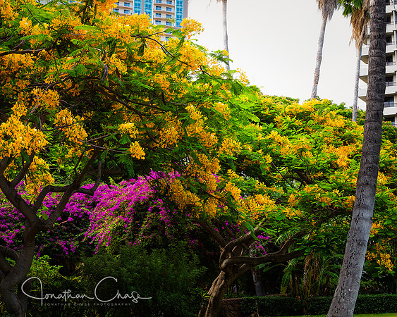 Fort DeRussy Beach Park Honolulu-