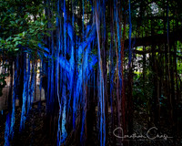 Banyon Tree, Hale Koa Hotel