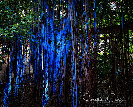 Banyon Tree, Hale Koa Hotel