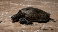 Sea Turtle at Laniakea Beach