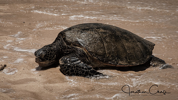Sea Turtle at Laniakea Beach