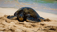 Sea Turtle at Laniakea Beach