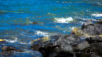 Sea Turtle Feeding -
