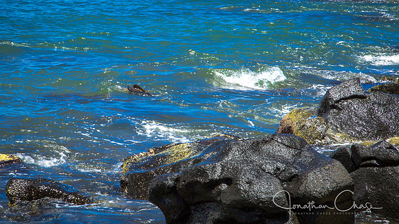 Sea Turtle Feeding -