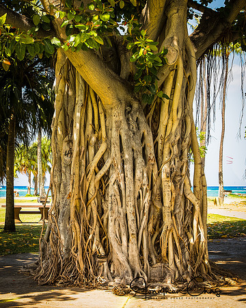 Banyon Tree in Ft DeRussy-