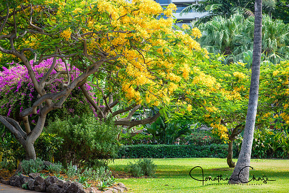 Ft DeRussy Flowering Trees-