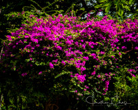 Ft DeRussy Flowering Trees