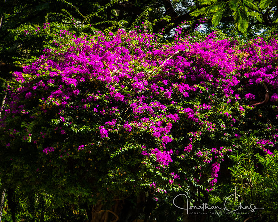 Ft DeRussy Flowering Trees