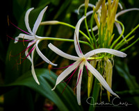 Ft DeRussy Flowers -