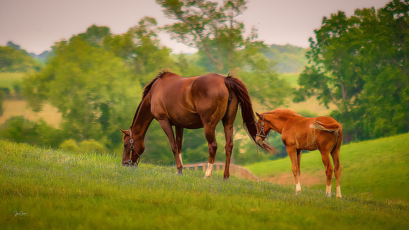 Mare & her Foal