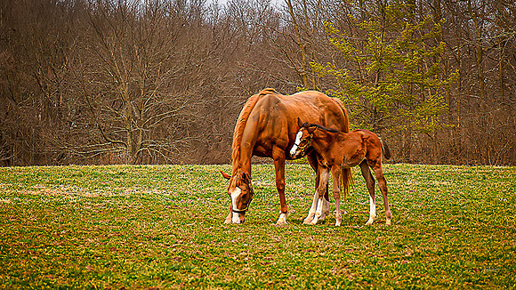 Recollect & Foal
