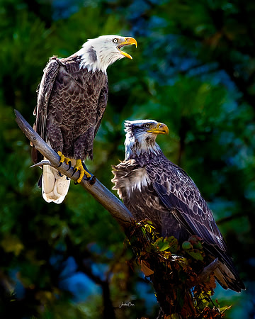 Voices of the Wild