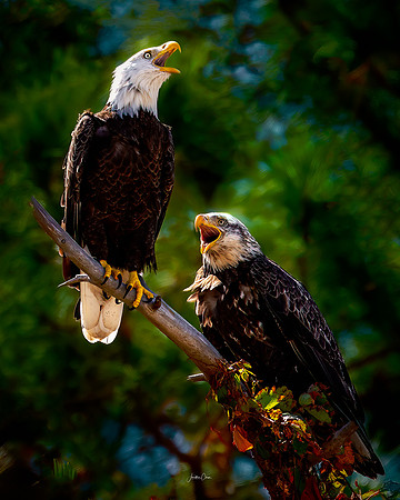 Voices of the Wild