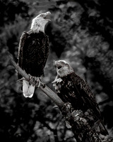 Voices of the Wild - MASTER - 1 27 2026