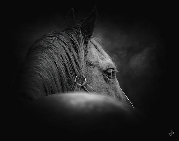 Recollect - MASTER -  BW - 2 5 2026