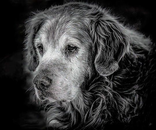 Weathered, not Worn - BW - 1 30 2025 (1 of 1)