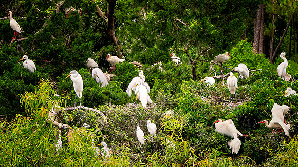 PINWR - Busy Day at the Ibis Pond