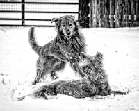 Rough Play
