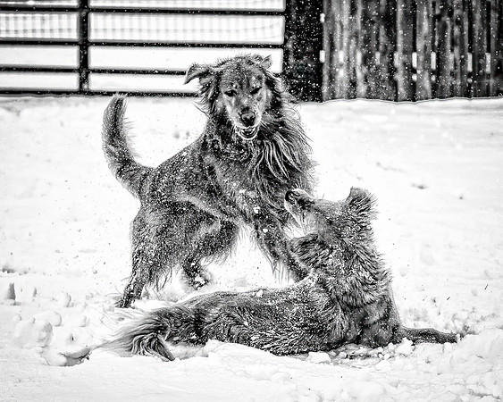 Rough Play - MASTER - BW - 2 13 2026