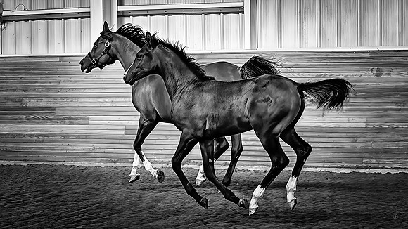 Standardbred Evaluation - MASTER - BW = 2 8 2026 (1 of 1)