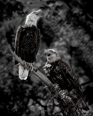 Voices of the Wild
