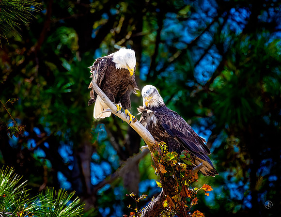 Eagles - 10 10 2022