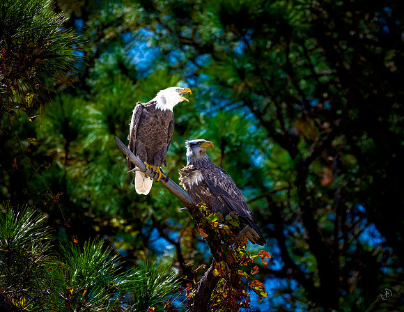 Eagles - 10 10 2022
