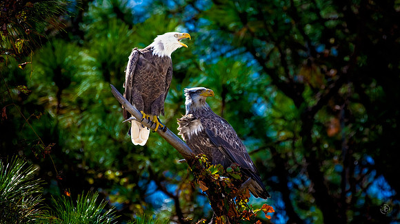 Eagles - 10 10 2022