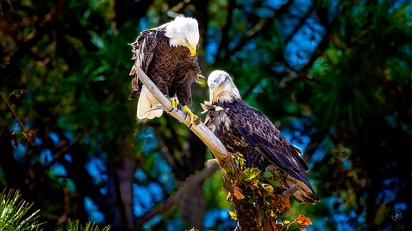 Eagles - 10 10 2022