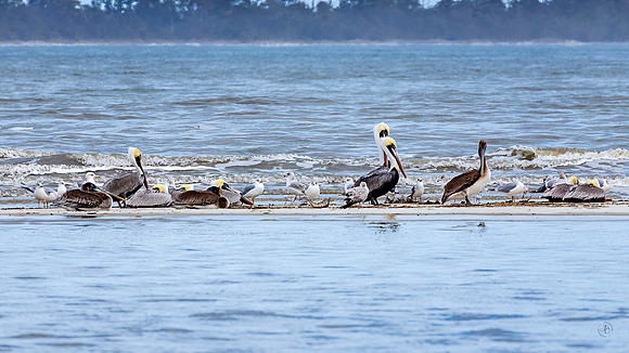 Pelicans on the sand bar - 12 30 2022